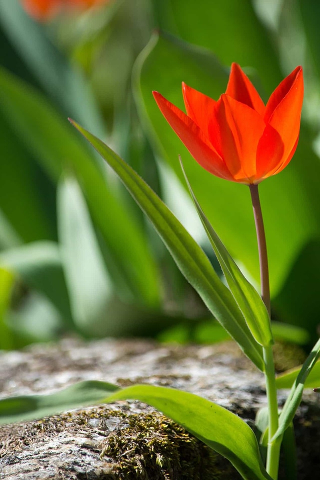 Beautiful Flowers bloom blooming