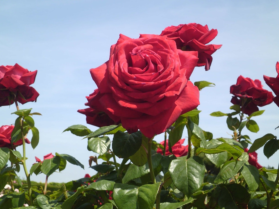 Beautiful beautiful flowers biology