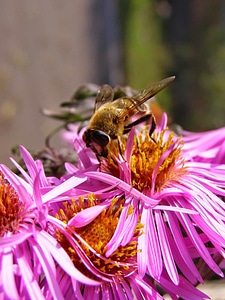 Animal arthropod beautiful flowers