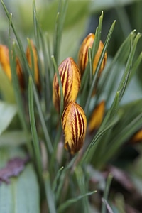 Beautiful Flowers blooming blossom