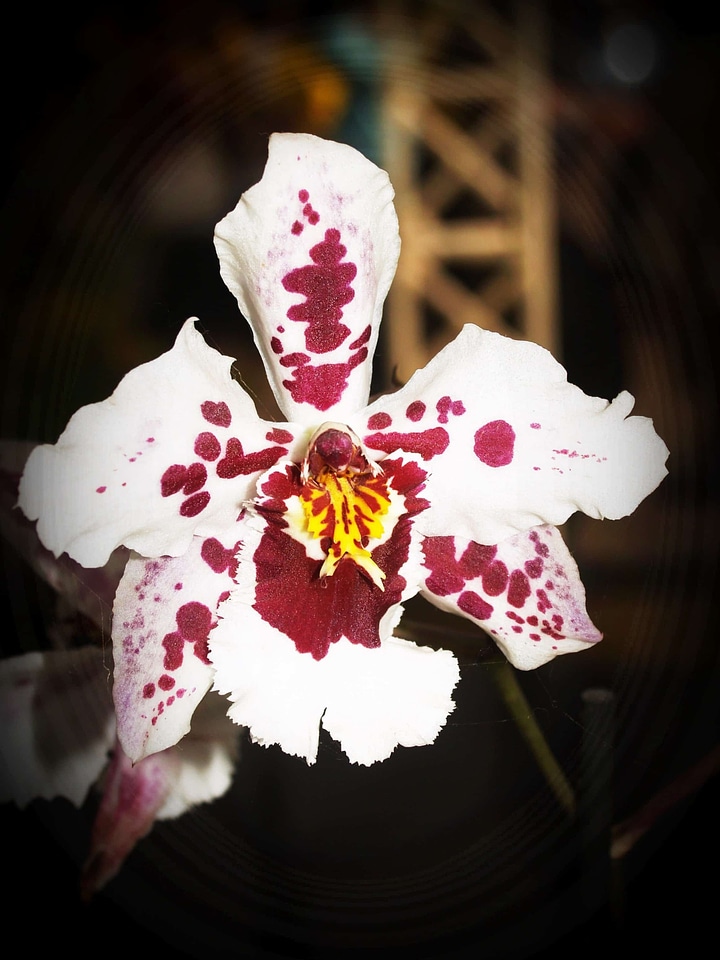 Beautiful Flowers blooming blossom