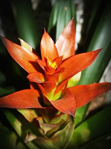Beautiful Flowers blooming blossom