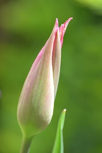 Beautiful Flowers bloom blooming
