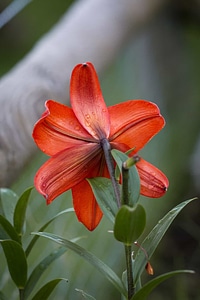 Beautiful Flowers bloom blooming