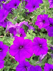 Beautiful Flowers blooming blossom