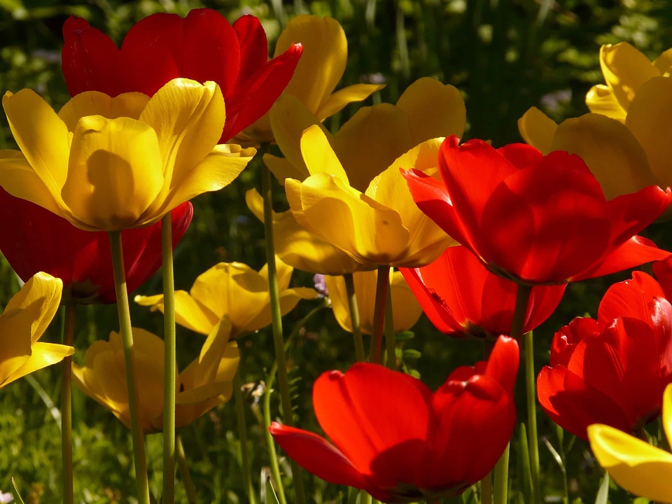 Beautiful Flowers biology bloom