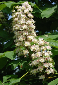 Beautiful Flowers blooming blossom photo