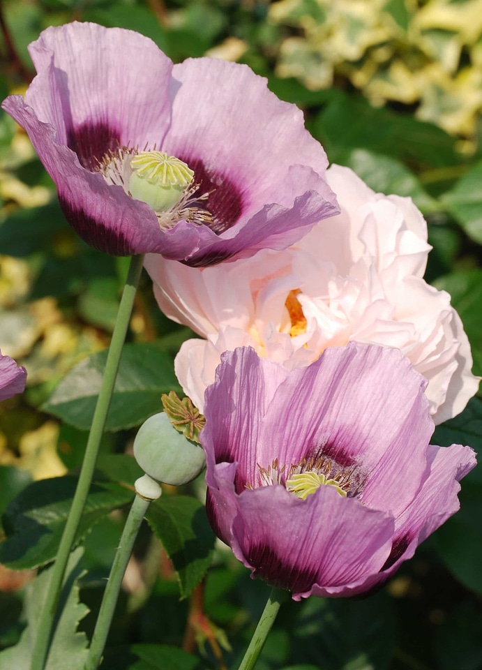 Beautiful Flowers bloom blooming