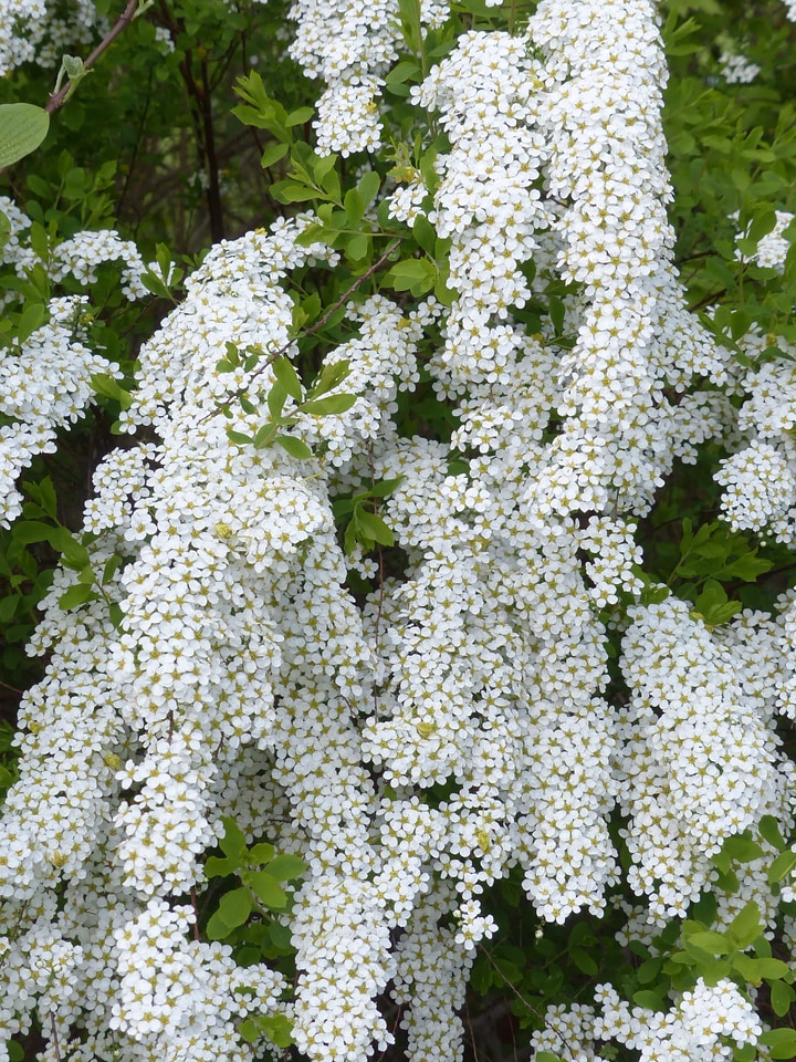 Beautiful beautiful flowers blooming