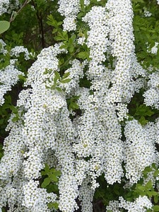 Beautiful beautiful flowers blooming