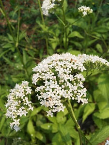 Beautiful Flowers biology bloom