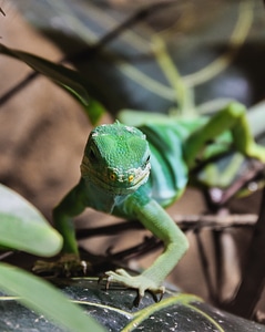 Green insect eater scale