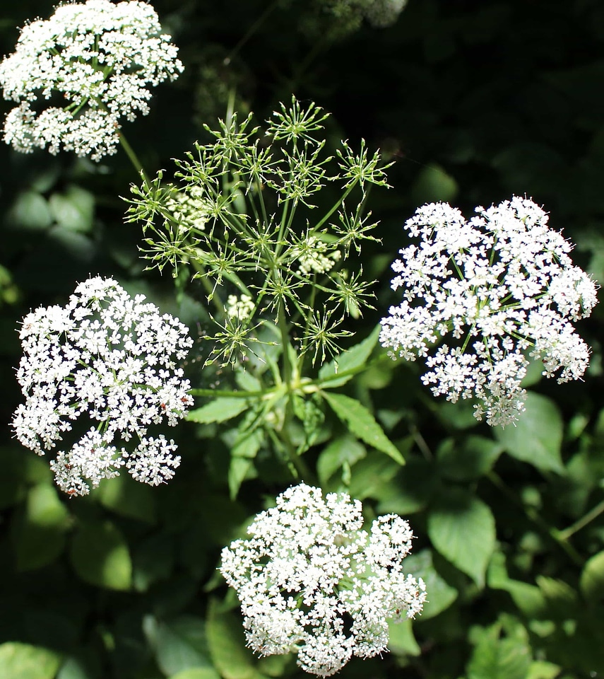 Beautiful Flowers biology blooming