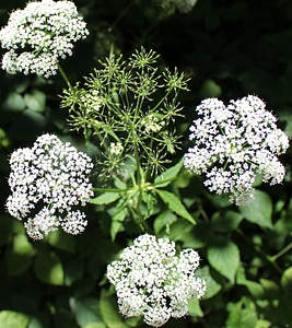 Beautiful Flowers biology blooming