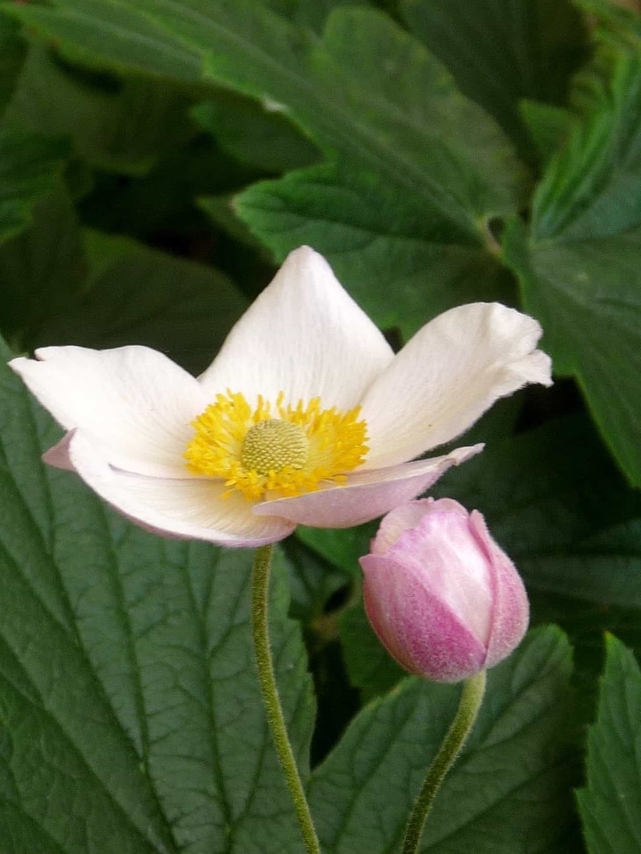 Aquatic beautiful flowers biology