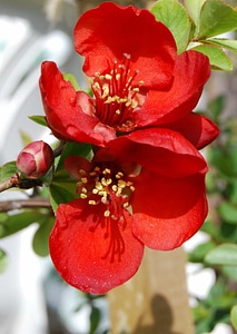 Beautiful Flowers bloom blooming