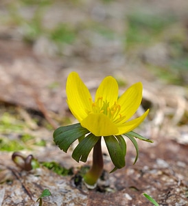 Beautiful Flowers bloom blooming photo