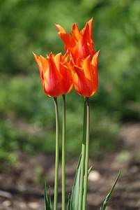 Beautiful Flowers bloom blooming photo