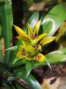 Beautiful Flowers blooming blossom photo