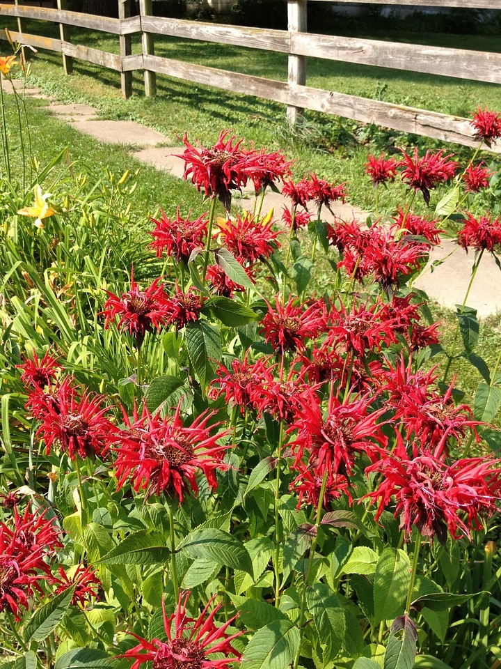 Beautiful Flowers blooming blossom