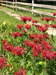 Beautiful Flowers blooming blossom