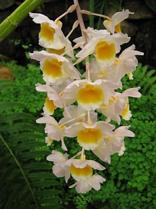 Beautiful beautiful flowers bloom