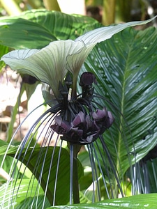 Beautiful Flowers blooming blossom