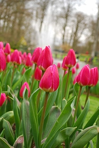 Beautiful Flowers blooming blossom photo