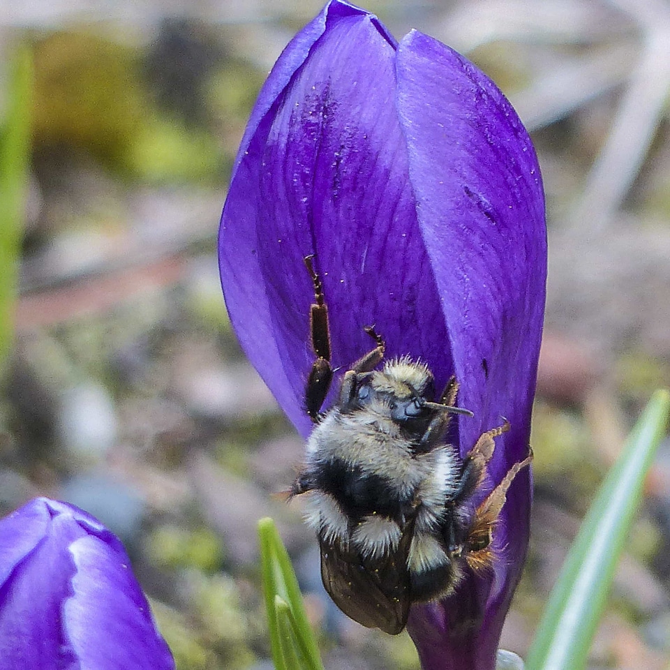 Animal arthropod beautiful flowers