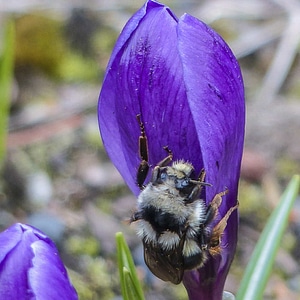 Animal arthropod beautiful flowers