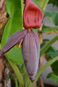 Beautiful Flowers bloom blooming photo