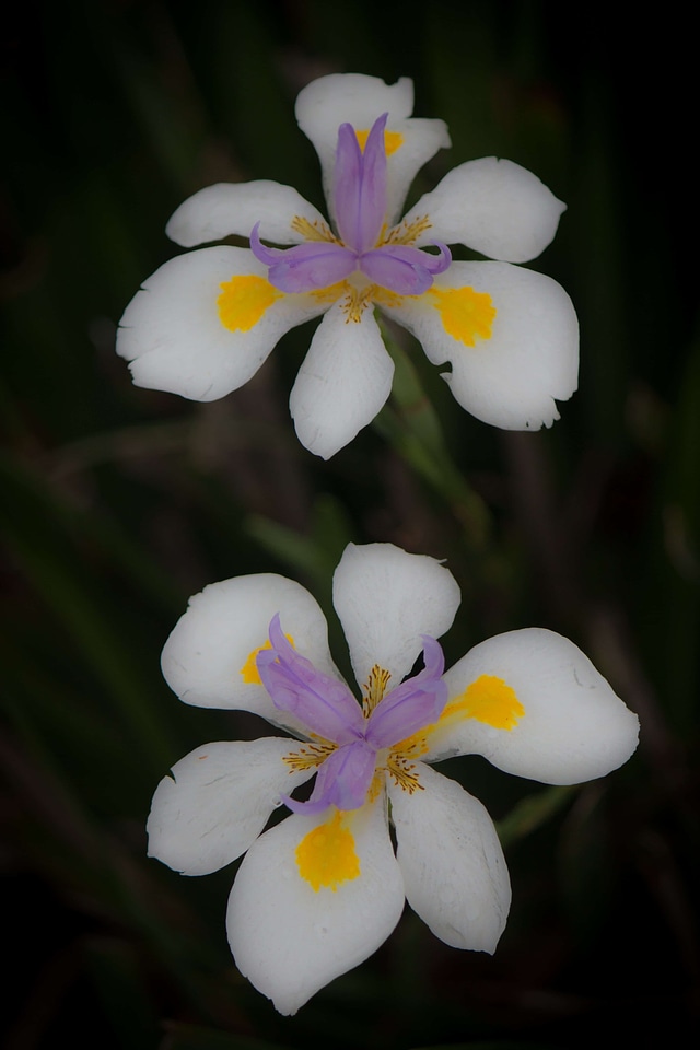 Beautiful beautiful flowers bloom