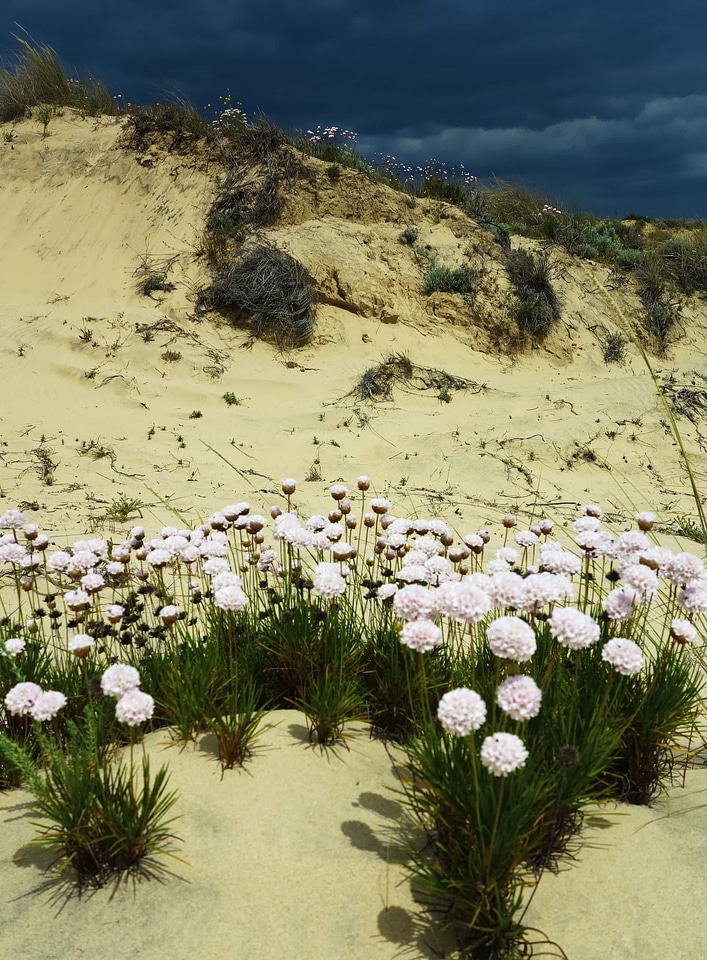 Beautiful Flowers blooming blossom
