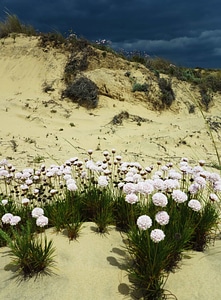 Beautiful Flowers blooming blossom photo