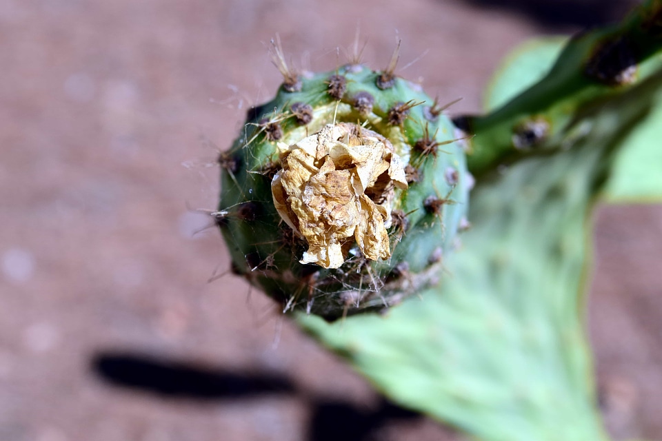Beautiful Flowers cactus flora