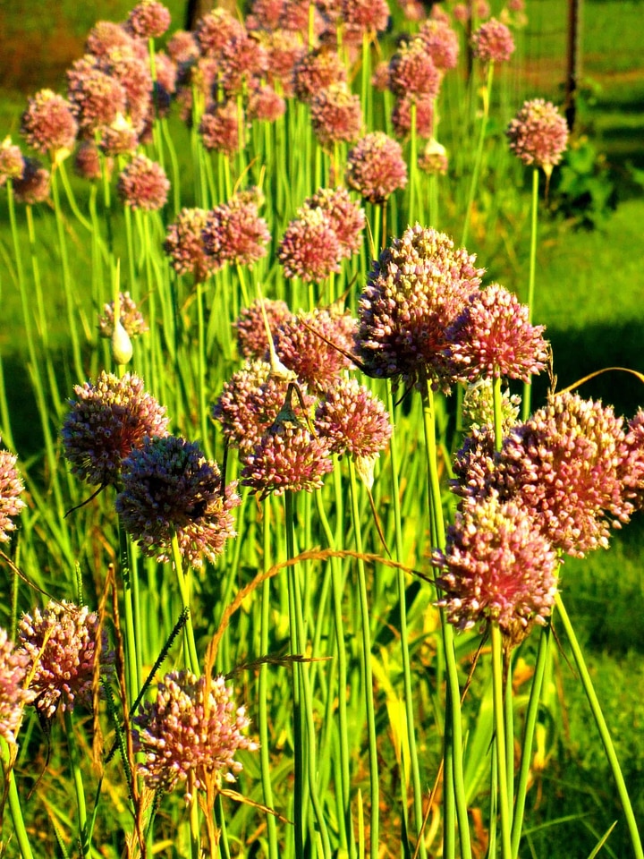 Agriculture beautiful flowers blooming
