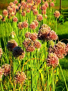 Agriculture beautiful flowers blooming