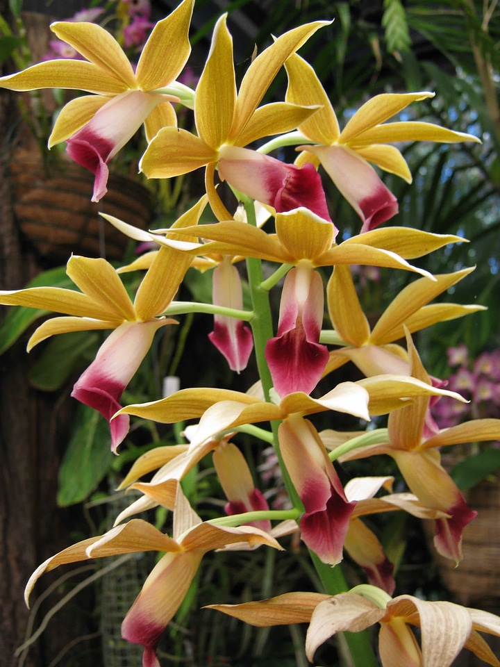 Beautiful Flowers blooming blossom