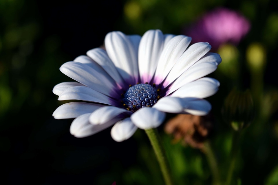 Beautiful Flowers blooming blossom