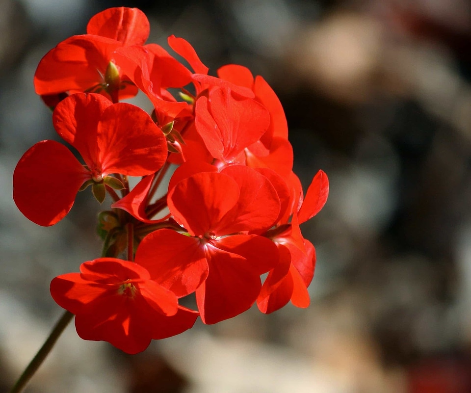 Beautiful beautiful flowers bloom