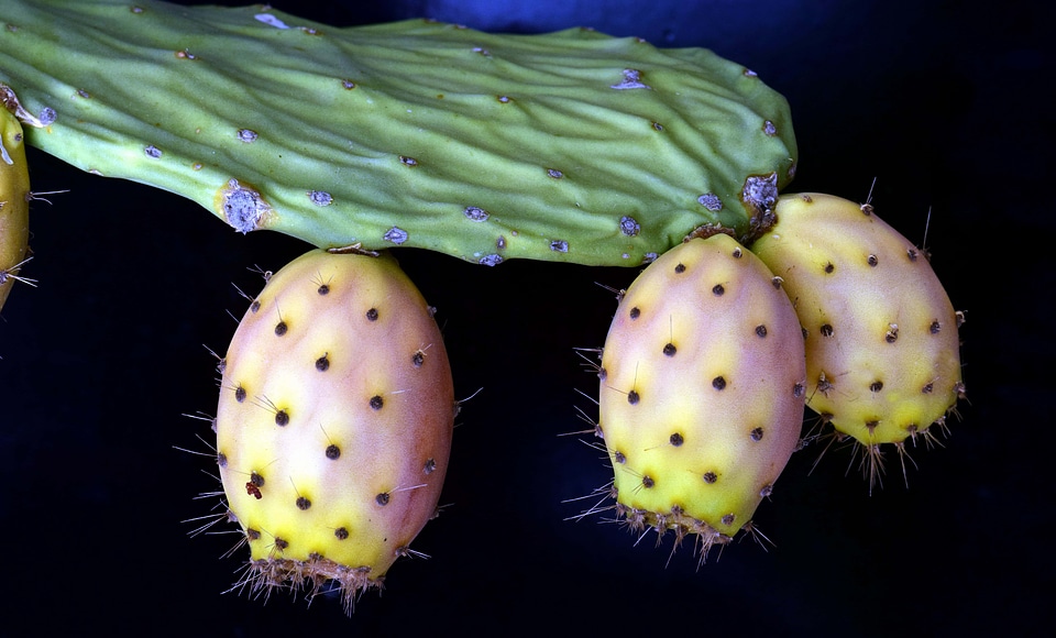 Cactus dark darkness