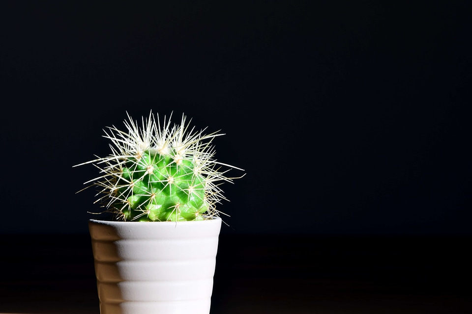 Beautiful Photo cactus darkness