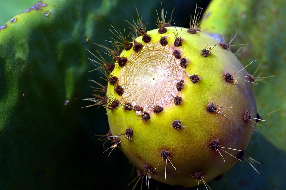 Cactus desert detail