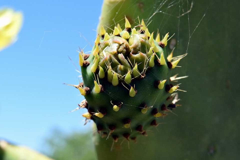 Beautiful Flowers cactus desert