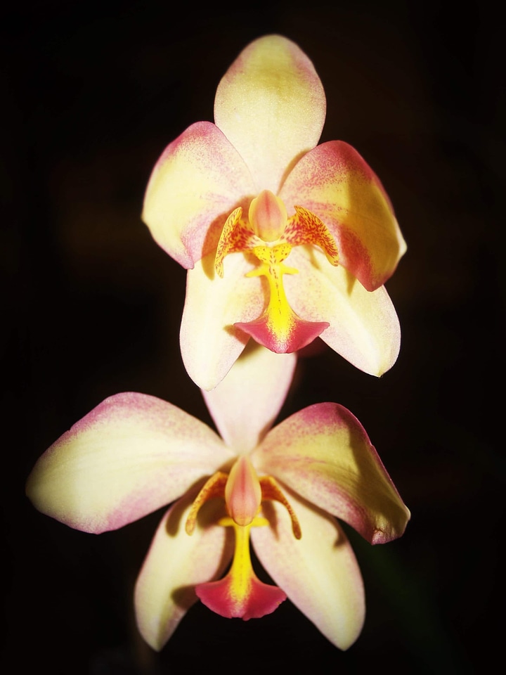 Beautiful Flowers bloom blooming