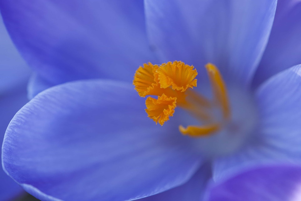 Beautiful Flowers bloom blooming