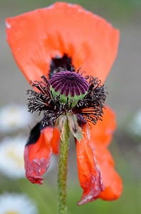 Beautiful Flowers blooming blossom photo