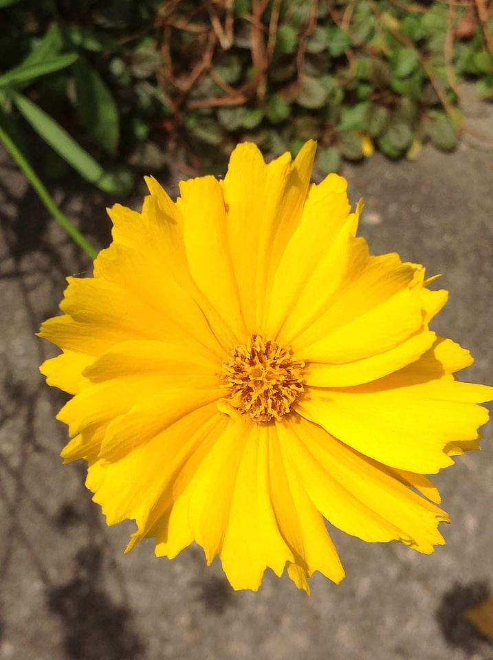 Beautiful Flowers bloom blooming