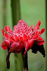 Beautiful Flowers blooming blossom