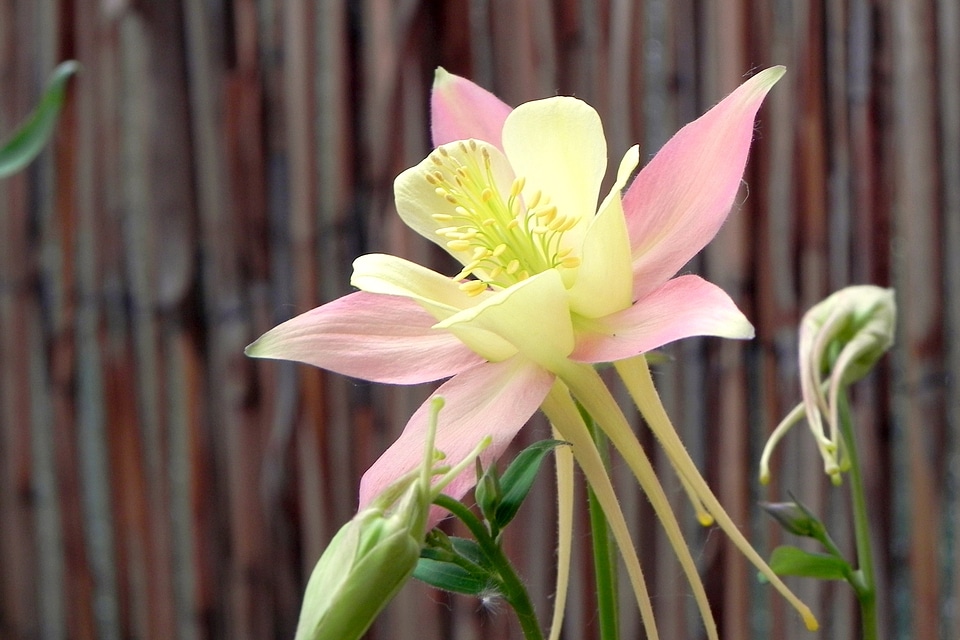 Flower pink light pink